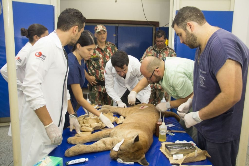 Onça resgatada em Dourados foi atendida em clínica veterinária e devolvida à natureza (Foto: Divulgação/Unigran)