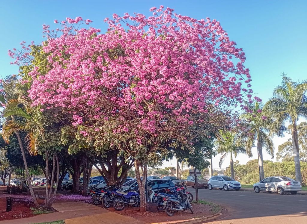 Ipê na área de estacionamento do HU-UFDG embelezando a paisagem do local (Foto: Jeremias Gonçalves)